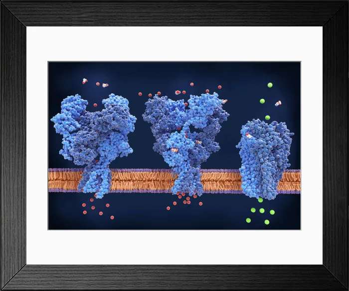 Framed Print : NMDA, AMPA & GABA synapse receptors Framed Print : NMDA, AMPA & GABA synapse receptors