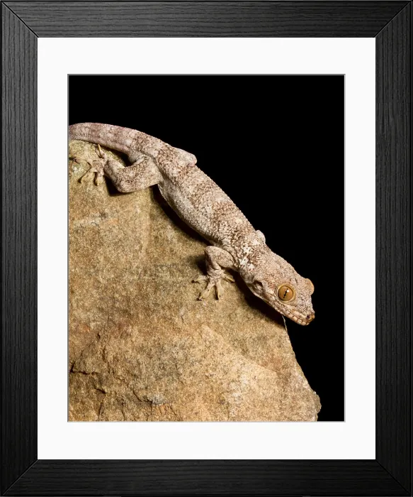 Framed Print : Crocodile Gecko (Tarentola Mauritanica) Framed Print : Crocodile Gecko (Tarentola Mauritanica)