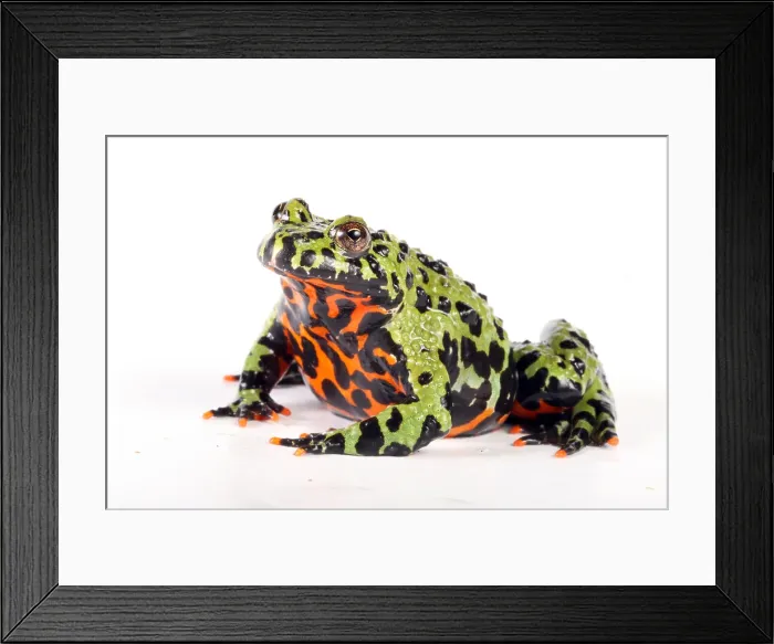 Framed Print : Fire Bellied Toad (Bombina orientalis) Framed Print : Fire Bellied Toad (Bombina orientalis)