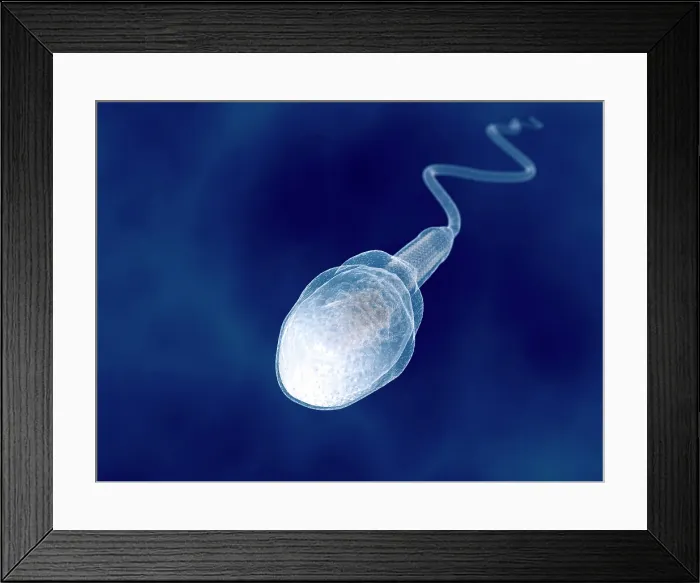 Framed Print : Human sperm, artwork Framed Print : Human sperm, artwork