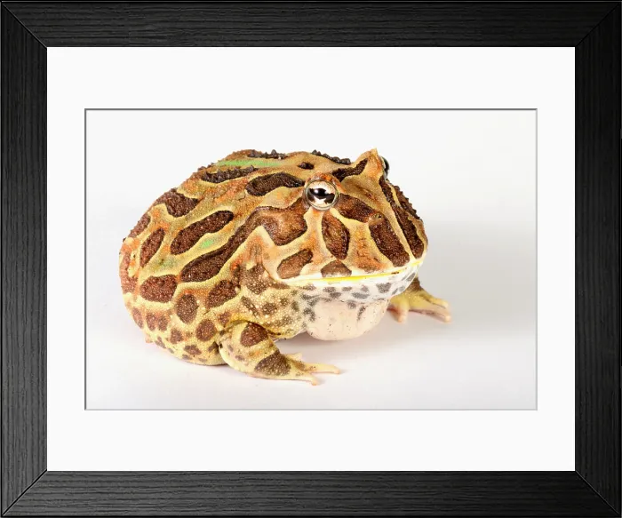 Framed Print : South American Horned Frog