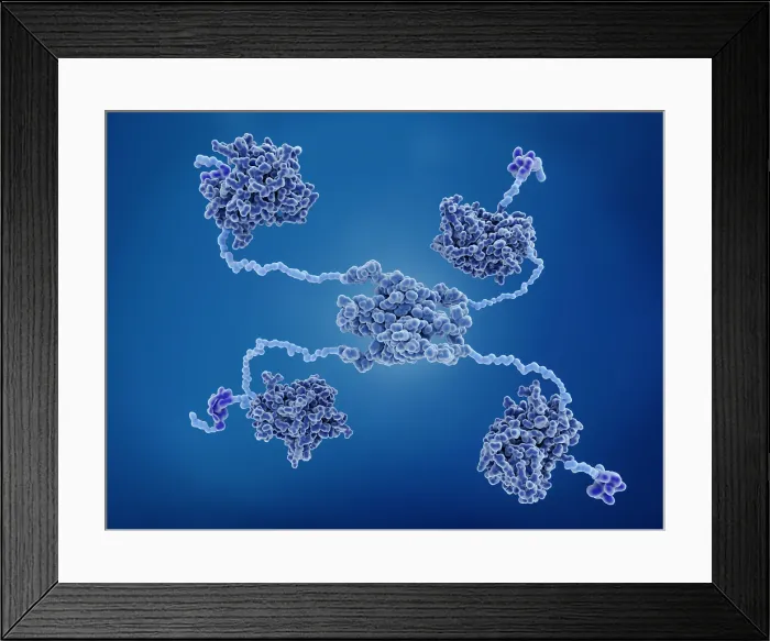 Framed Print : The P53 tumor suppressor protein Framed Print : The P53 tumor suppressor protein