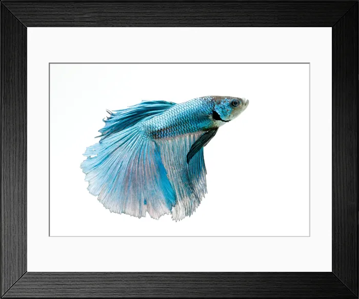 Framed Print : Siamese Fighting fish or Betta Framed Print : Siamese Fighting fish or Betta