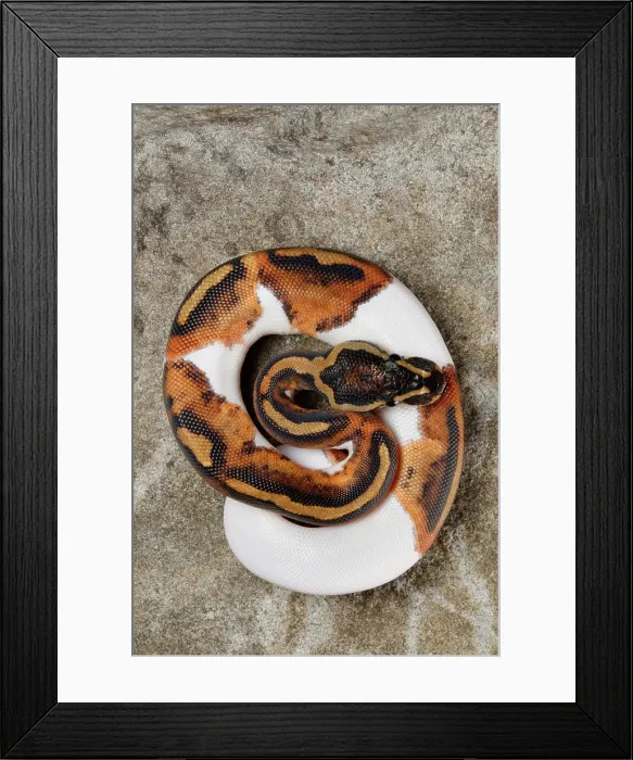 Framed Print : Piebald Ball Python on Rock