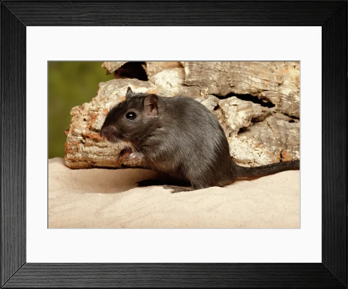 Framed Print : Gerbil on Sand Framed Print : Gerbil on Sand