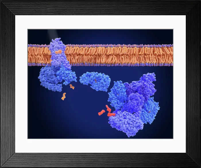 Framed Print : Activation of rhodopsin by light leads to the hyperpolarization of photoreceptor cells Framed Print : Activation of rhodopsin by light leads to the hyperpolarization of photoreceptor cells