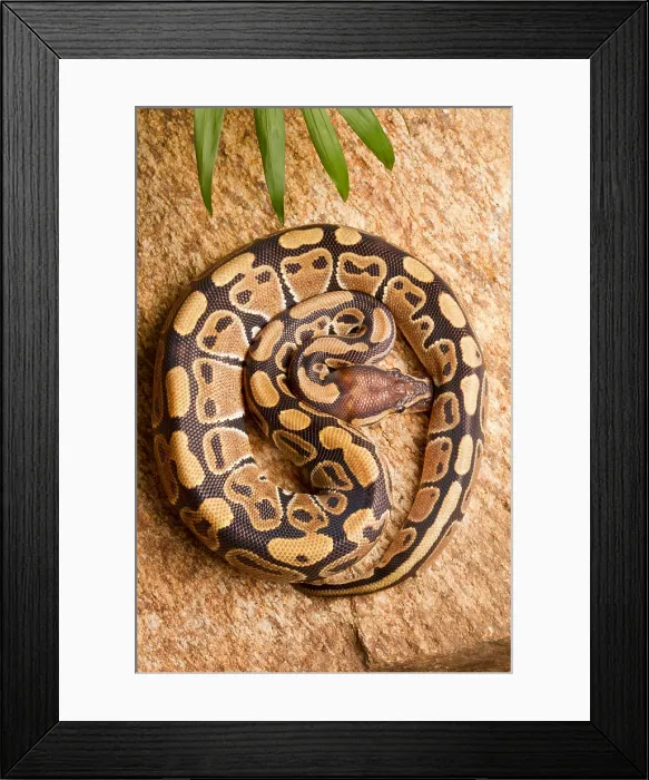 Framed Print : Ball Python (Python regius) coiled on rock