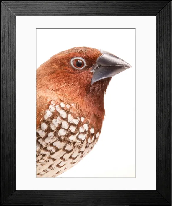 Framed Print : Spice Finch (Lonchura punctulata) portrait