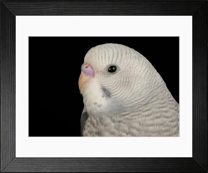 Framed Print : Budgerigar (Melopsittacus undulatus) portrait Framed Print : Budgerigar (Melopsittacus undulatus) portrait