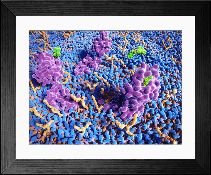 Framed Print : THC molecules binding to the cannabinoid receptor Framed Print : THC molecules binding to the cannabinoid receptor