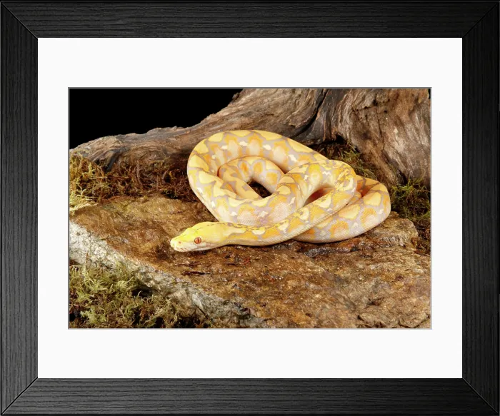 Framed Print : Reticulated Python (Lavender Morph) in front tree stump 3 Framed Print : Reticulated Python (Lavender Morph) in front tree stump 3