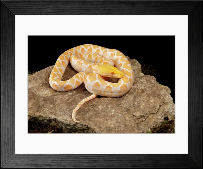 Framed Print : Reticulated Python (Albino Morph)