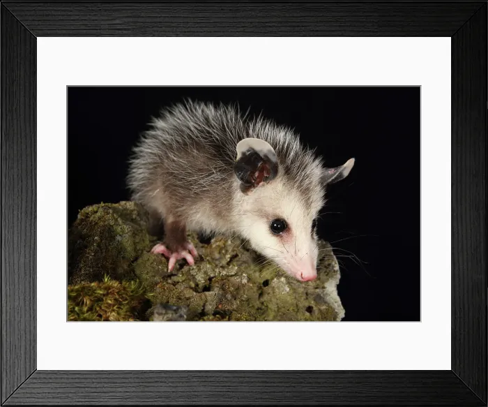 Framed Print : Opossum on Moss Covered Rock Framed Print : Opossum on Moss Covered Rock