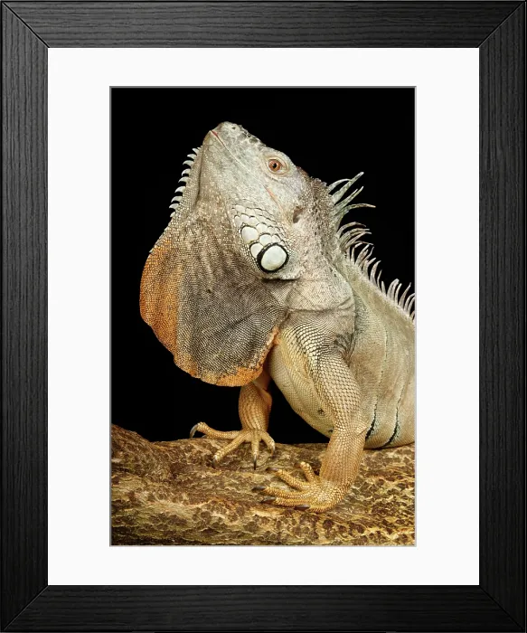 Framed Print : Green Iguana with Dewlap Framed Print : Green Iguana with Dewlap