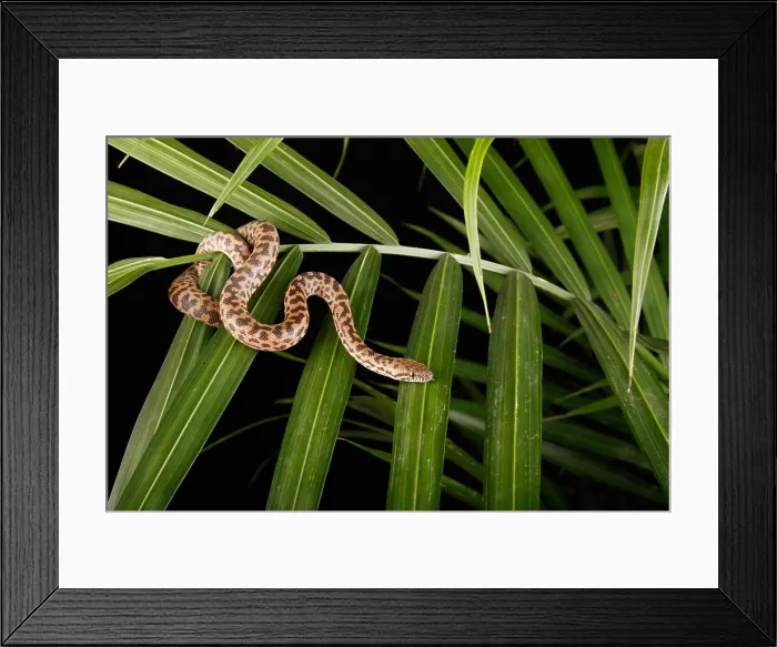 Framed Print : Spotted Python ( Antaresia maculosa) on Palm Framed Print : Spotted Python ( Antaresia maculosa) on Palm