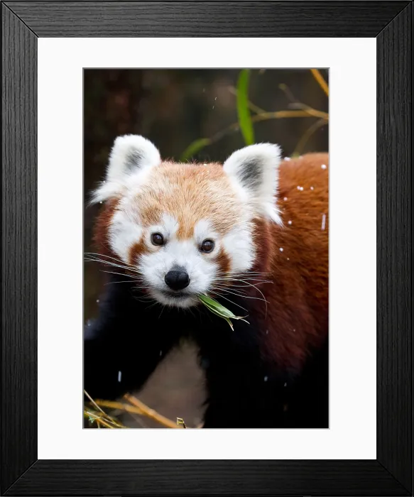 Framed Print : Red Panda (Ailurus fulgens) eating