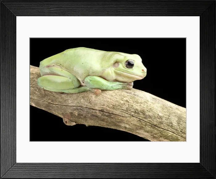 Framed Print : White's Tree Frog (Litoria caerulea) Framed Print : White's Tree Frog (Litoria caerulea)