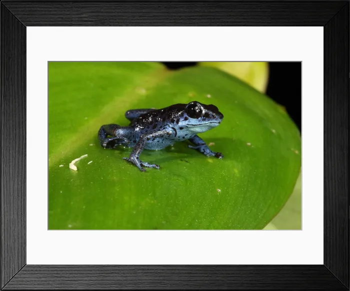 Framed Print : Poison Dart Frog (Oophaga pumilio) Framed Print : Poison Dart Frog (Oophaga pumilio)