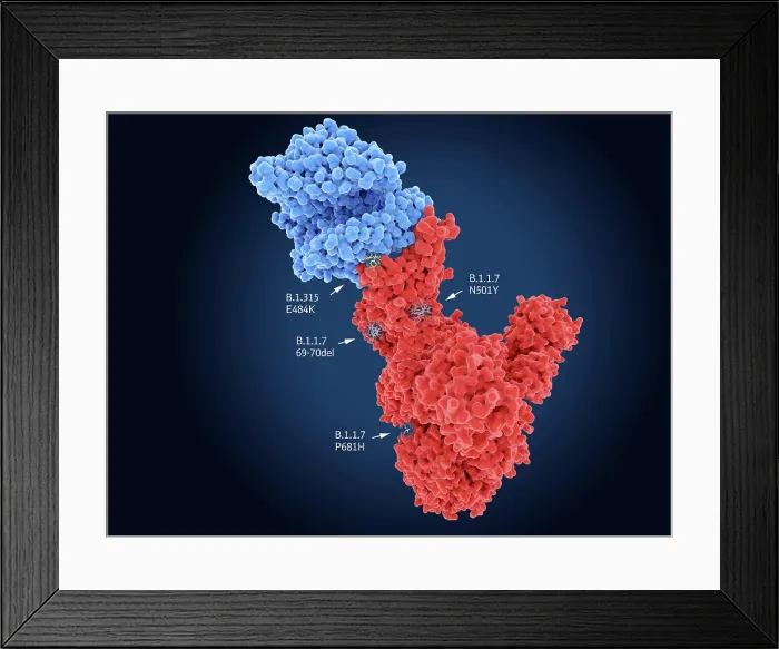 Framed Print : Main mutation sides of the South African and UK COVID-19 variants Framed Print : Main mutation sides of the South African and UK COVID-19 variants