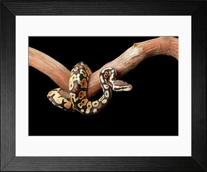 Framed Print : Ball Python on Branch