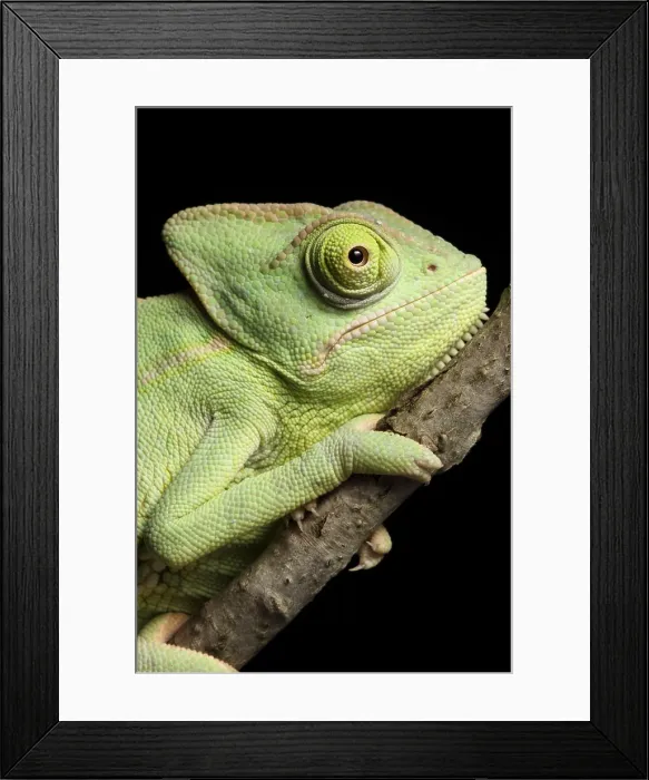 Framed Print : Veiled Chameleon portrait Framed Print : Veiled Chameleon portrait