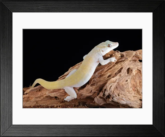 Framed Print : Golden Gecko (Gekko badenii) Framed Print : Golden Gecko (Gekko badenii)