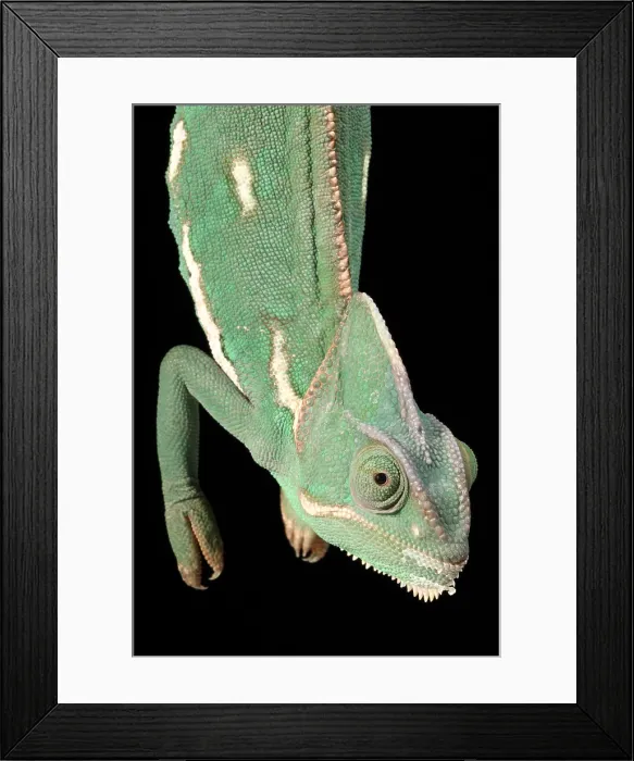 Framed Print : Veiled Chameleon portrait Framed Print : Veiled Chameleon portrait