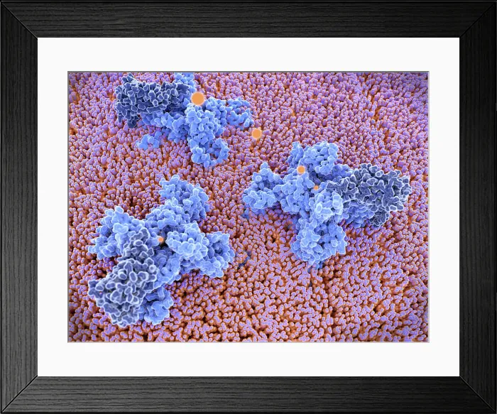 Framed Print : Sodium Channel Transporting Sodium Ions Through Cell Membrane Framed Print : Sodium Channel Transporting Sodium Ions Through Cell Membrane