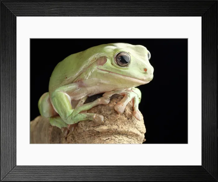 Framed Print : White's Tree Frog (Litoria caerulea) Framed Print : White's Tree Frog (Litoria caerulea)