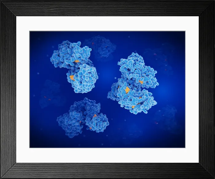 Framed Print : Albumin molecules transporting fatty acids, hormones and drugs in the blood