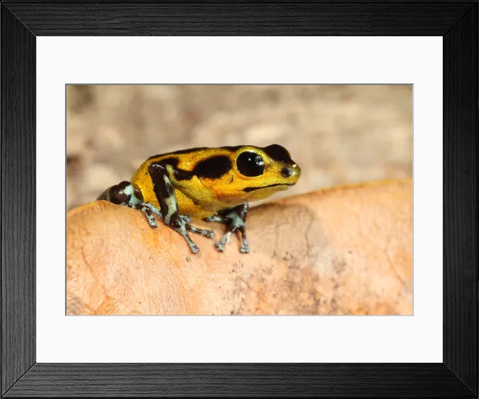 Framed Print : Poison Dart Frog (Oophaga pumilio) Framed Print : Poison Dart Frog (Oophaga pumilio)