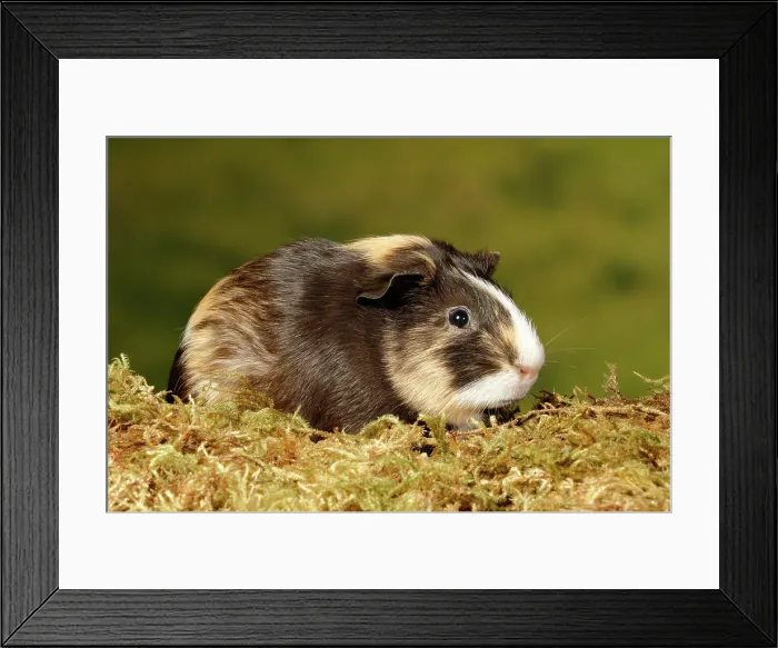 Framed Print : Guinea Pig sitting on moss Framed Print : Guinea Pig sitting on moss