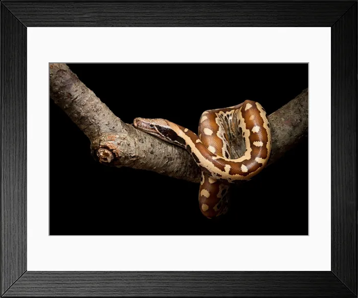 Framed Print : Blood python (Python brongersmai) on branch Framed Print : Blood python (Python brongersmai) on branch