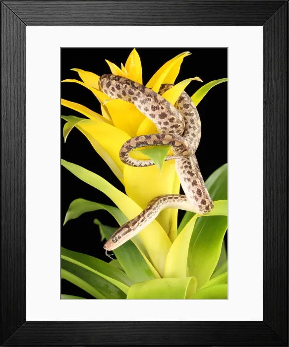Framed Print : Colombian Rainbow Boa (Epicrates maurus) Framed Print : Colombian Rainbow Boa (Epicrates maurus)