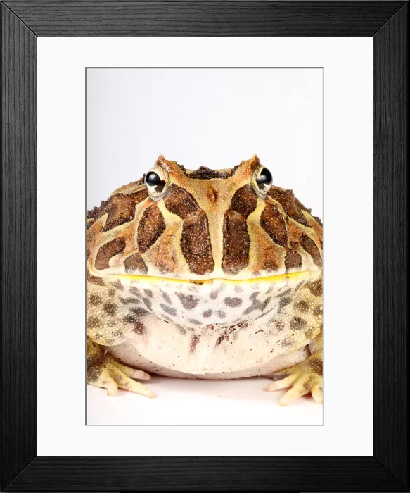 Framed Print : South American Horned Frog