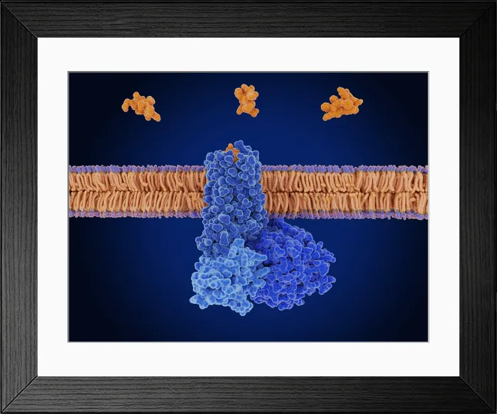 Framed Print : Somatostatin bound to the somatostatin receptor Framed Print : Somatostatin bound to the somatostatin receptor