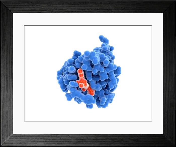 Framed Print : Activated Ras protein with GTP bound