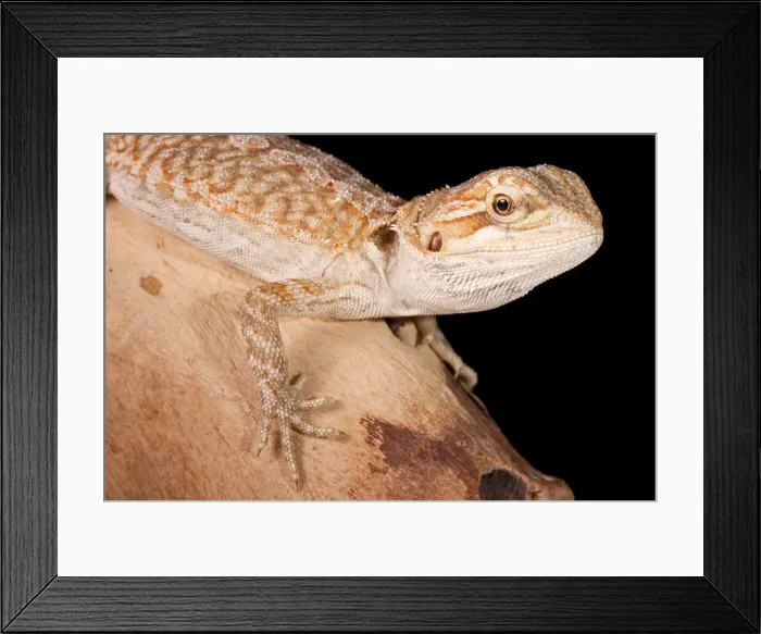 Framed Print : Bearded Dragon (Poggona) portrait Framed Print : Bearded Dragon (Poggona) portrait
