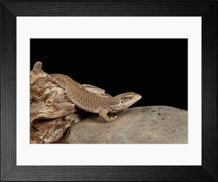 Framed Print : savannah monitor (Varanus exanthematicus) climbing Framed Print : savannah monitor (Varanus exanthematicus) climbing