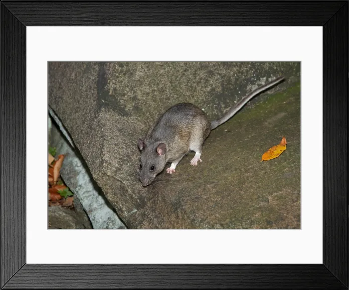 Framed Print : Allegheny Woodrat (Neotoma Magister) Framed Print : Allegheny Woodrat (Neotoma Magister)