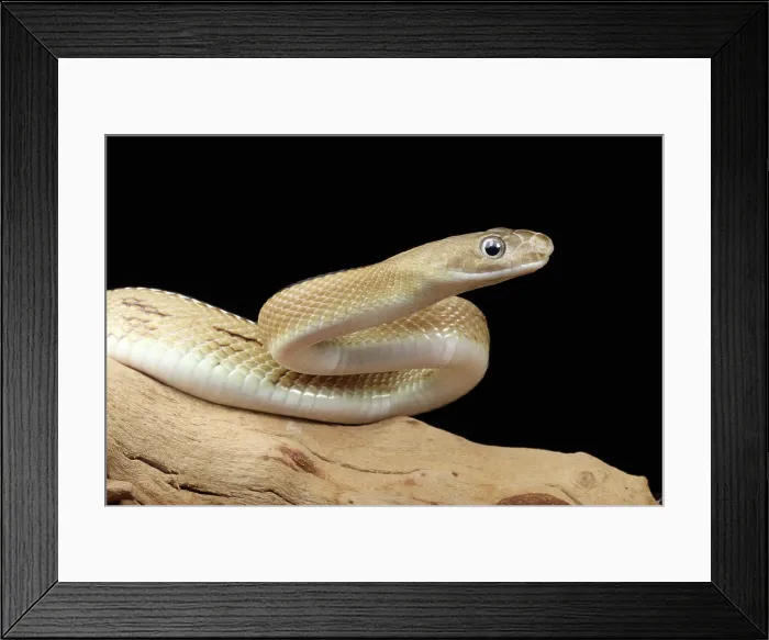 Framed Print : Trans-Pecos rat snake (Bogertophis subocularis) portrait Framed Print : Trans-Pecos rat snake (Bogertophis subocularis) portrait