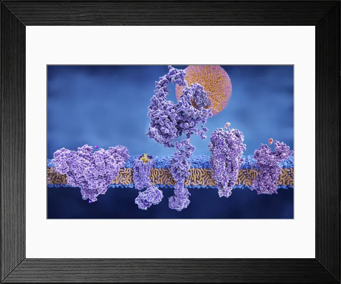 Framed Print : Structure variety of membrane proteins Framed Print : Structure variety of membrane proteins