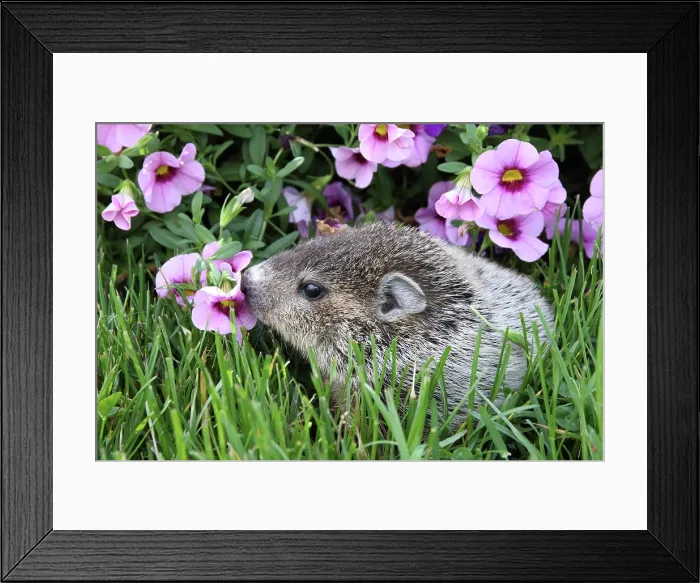 Framed Print : Baby Groundhog Framed Print : Baby Groundhog