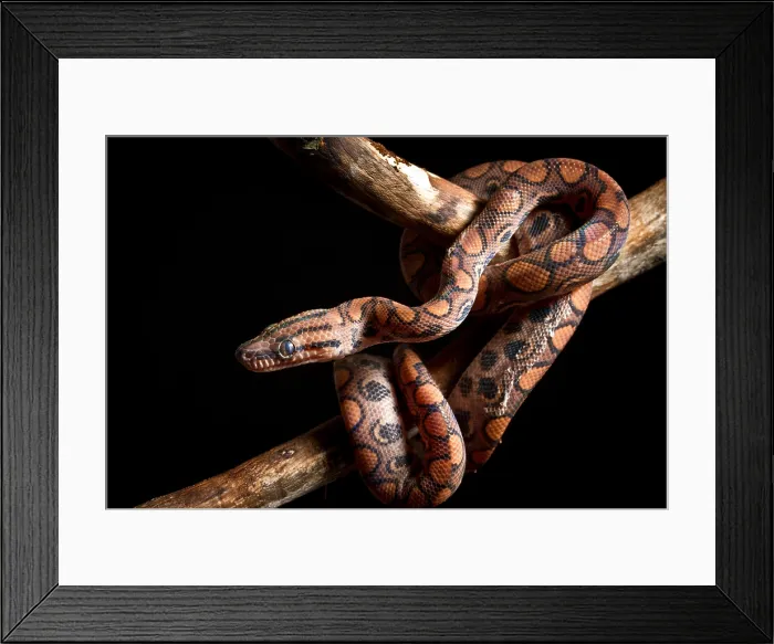 Framed Print : Brazilian Rainbow Boa on branch Framed Print : Brazilian Rainbow Boa on branch
