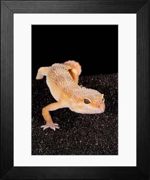Framed Print : Leopard Gecko (Eublepharis macularius) Framed Print : Leopard Gecko (Eublepharis macularius)