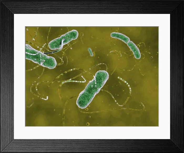 Framed Print : Ehec bacteria, artwork Framed Print : Ehec bacteria, artwork