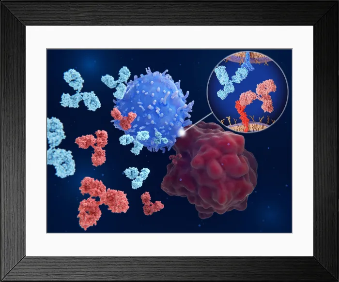 Framed Print : Immune checkpoint inhibitors: Interaction between PD-1 and PD-L1 blocked by therapeutic antibodies