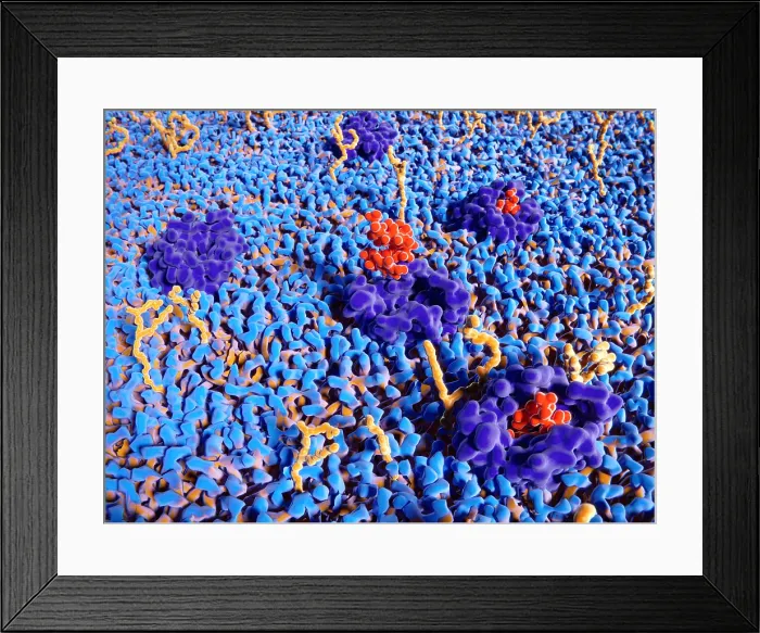 Framed Print : Endorphin (met-enkephalin) molecules binding to the delta opioid receptor Framed Print : Endorphin (met-enkephalin) molecules binding to the delta opioid receptor