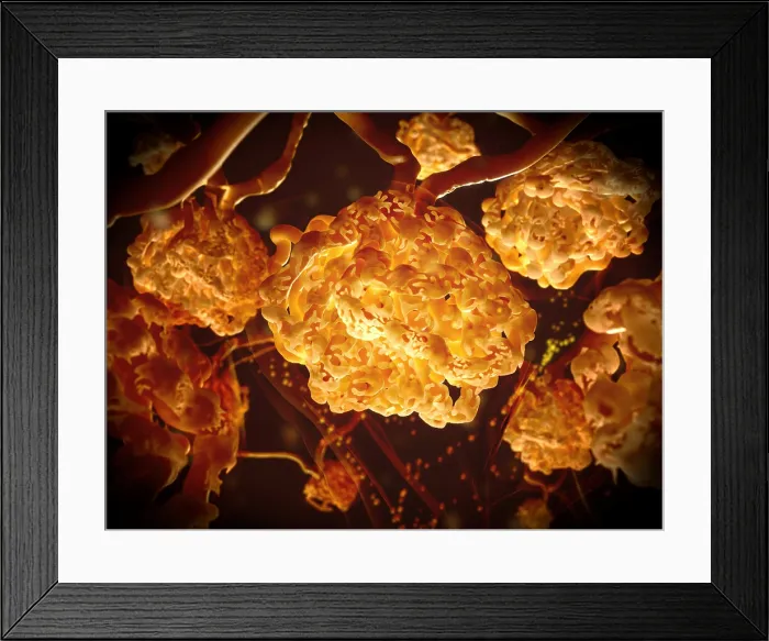 Framed Print : Renal corpuscles filtering the blood in the kidney