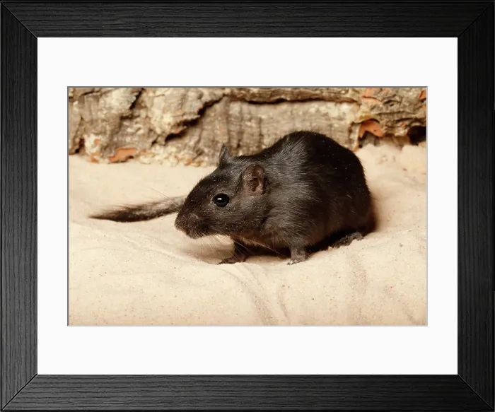 Framed Print : Gerbil on Sand Framed Print : Gerbil on Sand